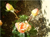 bb2cd23f-Picture 666.jpg